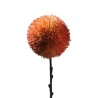 Pom Pom Corallo ø16 H.75 Cm. Flowers