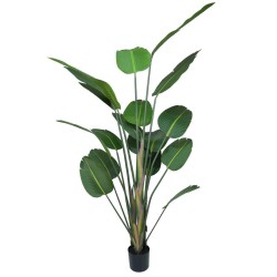 Strelitzia H.180cm Tronco Naturale, Vaso Plastica Nero C.Cemento