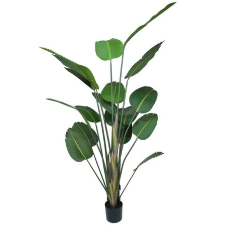 Strelitzia H.180cm Tronco Naturale, Vaso Plastica Nero C.Cemento