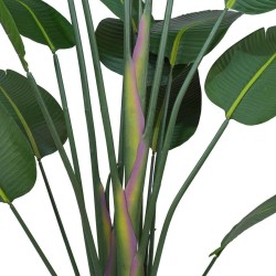 Strelitzia H.180cm Tronco Naturale, Vaso Plastica Nero C.Cemento