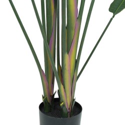 Strelitzia H.180cm Tronco Naturale, Vaso Plastica Nero C.Cemento