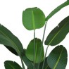 Strelitzia H.180cm Tronco Naturale, Vaso Plastica Nero C.Cemento