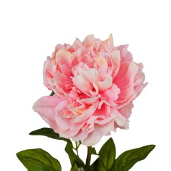 Peonia Rosa con Ramo Real Touch H.72CM