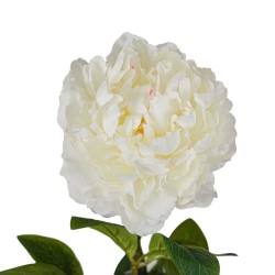 Peonia Bianca con Ramo Real Touch H.72CM