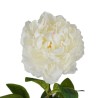 Peonia Bianca con Ramo Real Touch H.72CM