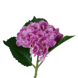 Ortensia Viola Real Touch con Ramo 50cm
REAL TOUCH