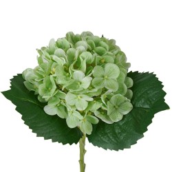Ortensia Verde Real Touch con Ramo 50cm
REAL TOUCH