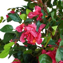 Bougainvillea H.240cm Fiori Fucsia E 
Tronco Naturale, Vaso Plastica 
Nero