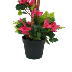 Bougainvillea H.240cm Fiori Fucsia E 
Tronco Naturale, Vaso Plastica 
Nero
