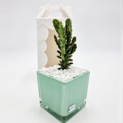 Vaso Tiffany con Pianta Grassa: Eleganza Made in Italy