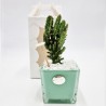 Vaso Tiffany con Pianta Grassa: Eleganza Made in Italy Vaso Tiffany con Pianta Grassa: Eleganza Made in Italy