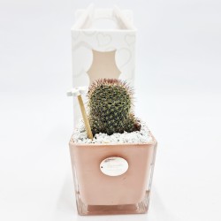 Vaso Rosa con Pianta Grassa: Eleganza per la tua Casa