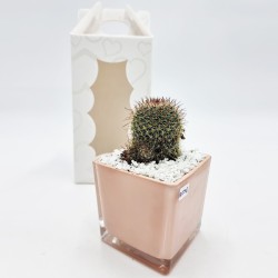 Vaso Rosa con Pianta Grassa: Eleganza per la tua Casa