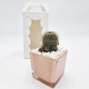 Vaso Rosa con Pianta Grassa: Eleganza per la tua Casa Vaso Rosa con Pianta Grassa: Eleganza per la tua Casa