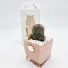 Vaso Rosa con Pianta Grassa: Eleganza per la tua Casa Vaso Rosa con Pianta Grassa: Eleganza per la tua Casa