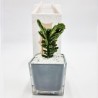 Vaso Grigio con Pianta Grassa: Eleganza per la tua Casa Vaso Grigio con Pianta Grassa: Eleganza per la tua Casa