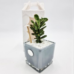 Vaso Grigio con Pianta Grassa: Eleganza per la tua Casa
