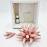 Profumatore Riccio Rosa: Eleganza e Design Made in Italy Profumatore Riccio Rosa: Eleganza e Design Made in Italy