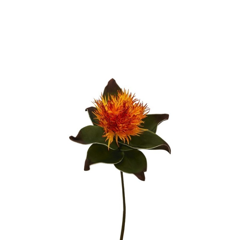 Asclepias H.83: Decorazioni Casa Uniche e Regali Speciali